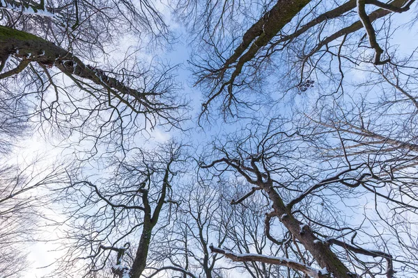 Vista Das Árvores Topo Floresta Inverno Partir Chão Sob Céu — Fotografia de Stock