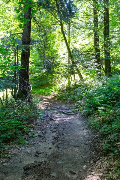 Mountain Hiking Trail Area Krynica Zdroj Beskid Sadecki Poland Summer — Fotografia de Stock