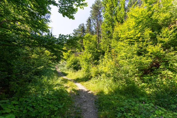 Mountain Hiking Trail Area Krynica Zdroj Beskid Sadecki Clear Summer — Fotografia de Stock