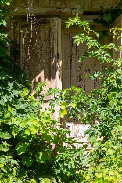 Дерев Яні Дорослі Двері Старого Занедбаного Покинутого Садибного Будинку — стокове фото