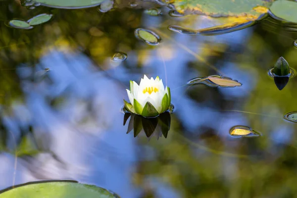 Water Lily Background Calm Surface Water — Stock Photo, Image