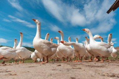 Kırsal çiftlik hayvanları