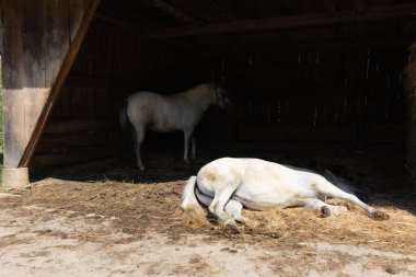 Kırsal çiftlik hayvanları