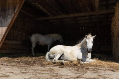 Kırsal çiftlik hayvanları