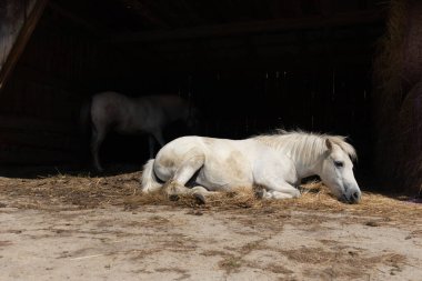 Kırsal çiftlik hayvanları