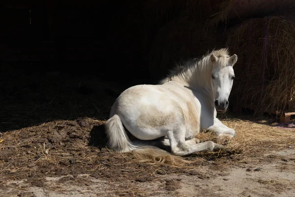 Kırsal çiftlik hayvanları