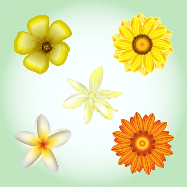 Conjunto de flores, vector — Archivo Imágenes Vectoriales