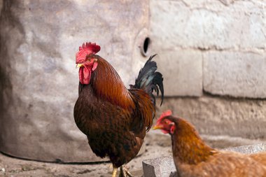 doğal ortamda güzel horoz