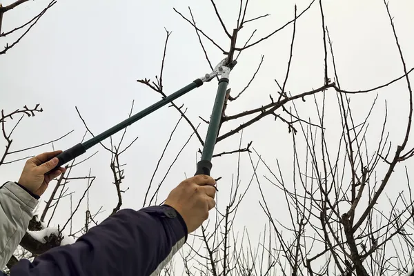 Memotong cabang dengan secateurs — Stok Foto