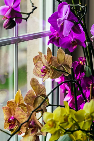 Orkide tarafından bir pencere