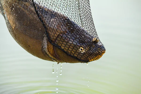 Fishing, Carp fish in the net — Stock Photo, Image