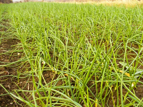 Agricultura Campo de cebolla ecológica — Foto de Stock