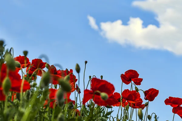 Poppy gökyüzünde — Stok fotoğraf
