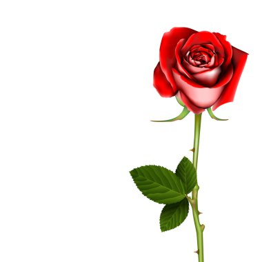 Red Rose, vector clipart