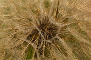 Karahindiba çiçeği arka plan