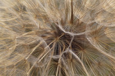 Karahindiba çiçeği arka plan