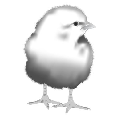 gerçekçi chick, vektör