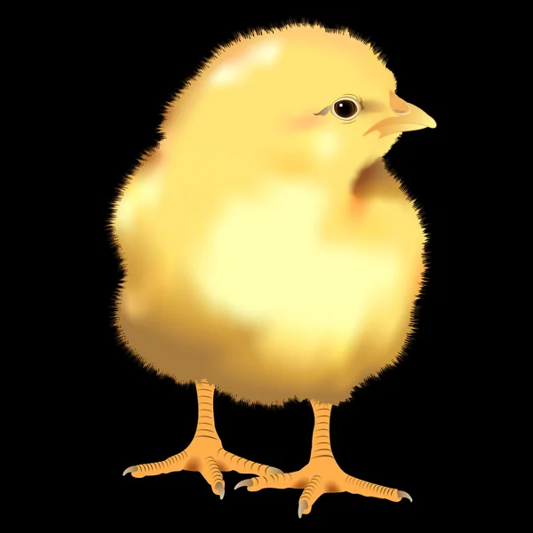 Realistic Yellow Chick — Stock Vector