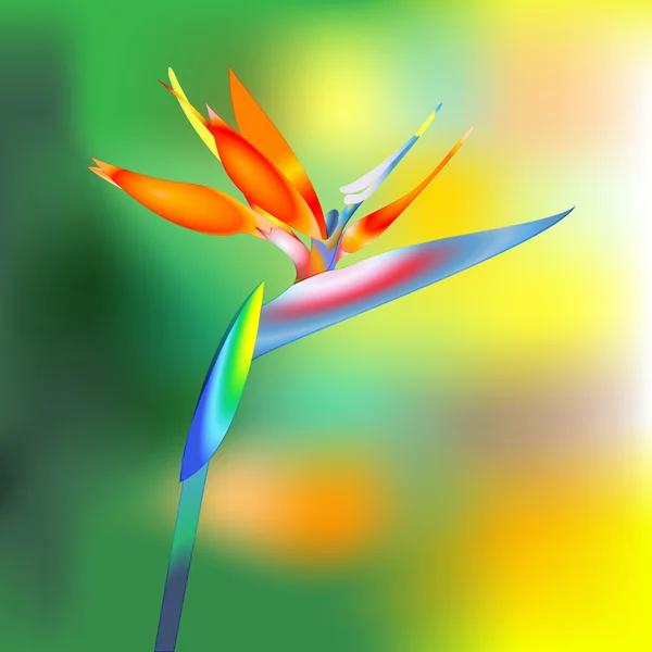 Paradiesvogel Blume — Stockvektor