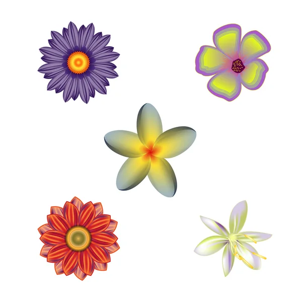 Set of flowers, vector — Stock Vector