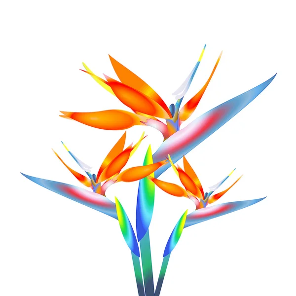 Cennet kuşu çiçeği, vektör — Stok Vektör