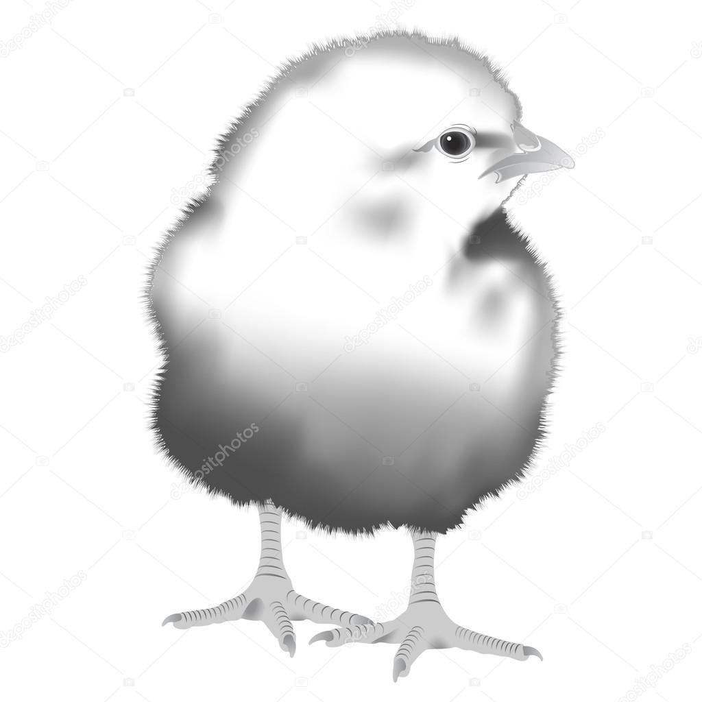 Realistic Chick, vector