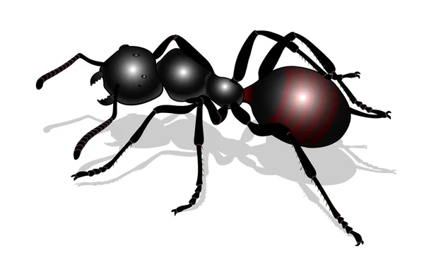 Forest ant — Stock Vector