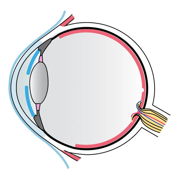 Anatomia ocular — Vetor de Stock