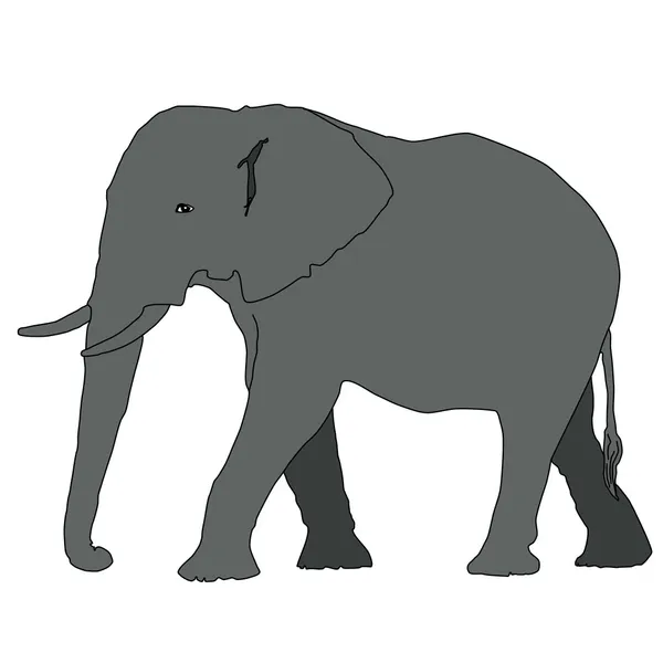 Zvíře - slon — Stockový vektor