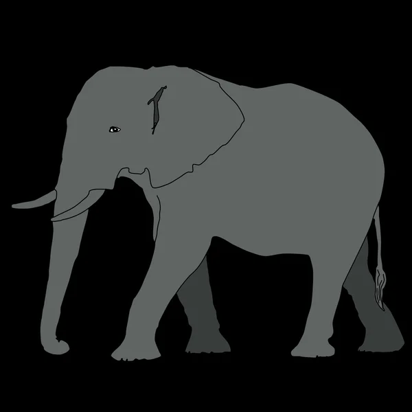 Zvíře - slon, vektor — Stockový vektor