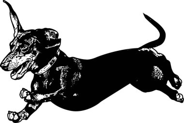 dachshund çalışan çizim çizimi - vektör