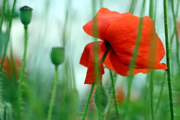 Fiore di papavero — Foto Stock