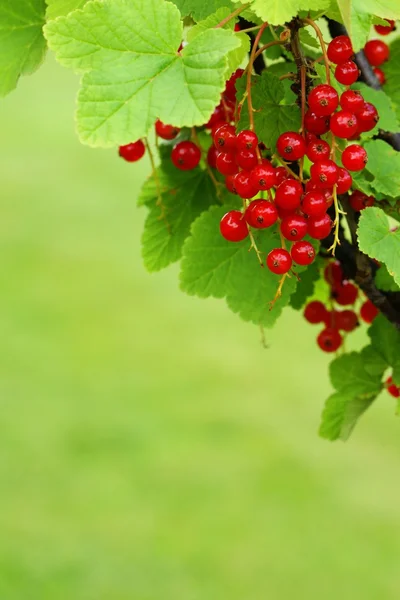 Frutta di ribes — Foto Stock