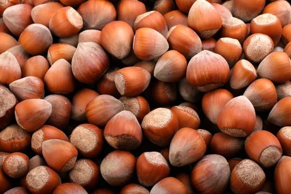 Hazelnuts — Stock fotografie