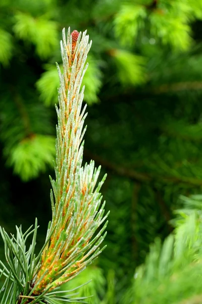 Pine — Stock Photo, Image