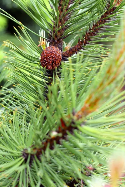 Pine — Stock Photo, Image