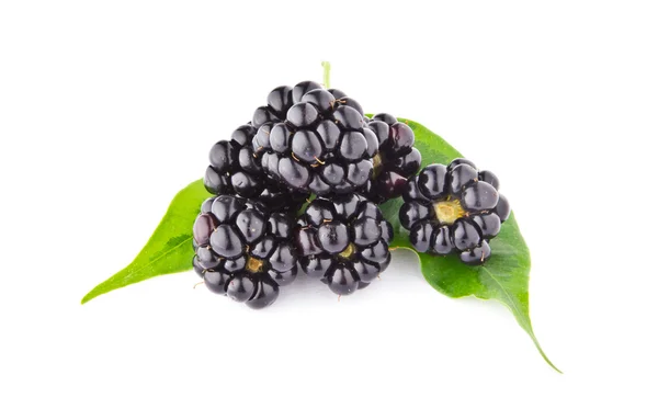白い背景上に分離されて新鮮なブラックベリーの果実 — ストック写真