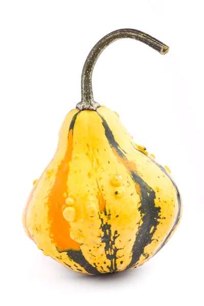Decorative pumpkin squash isolated on white background — Stock Photo, Image