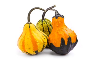 izole üzerinde beyaz arka plan dekoratif kabak kabak