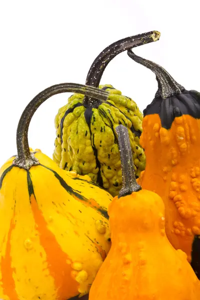 Calabazas decorativas calabaza aislada sobre fondo blanco — Foto de Stock