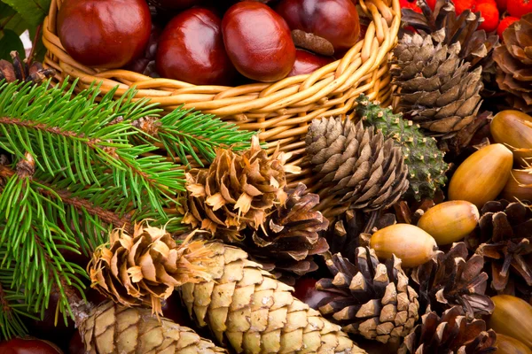 Cesta de mimbre llena de bellotas, conos y castañas de otoño — Foto de Stock