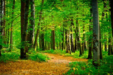 yolda güzel kayın ormanı yakınlarında rzeszow, Polonya