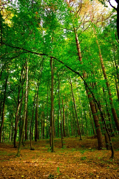 Bana i vacker bokskog nära rzeszow, Polen — Stockfoto