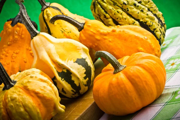 Diverse decoratieve pompoenen squash vruchten voor halloween — Stockfoto