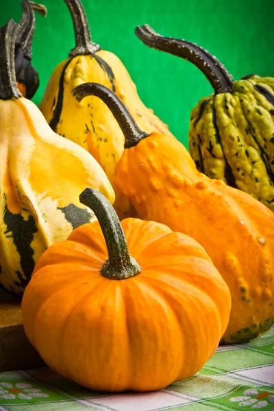 Diverse decoratieve pompoenen squash vruchten voor halloween — Stockfoto