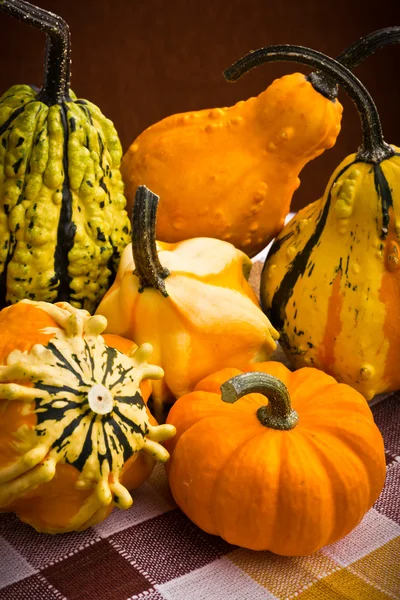 Varias calabazas decorativas calabaza frutas para Halloween — Foto de Stock