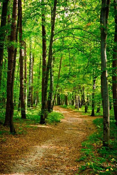 Pad in prachtig beukenbos in de buurt van rzeszow, Polen — Stockfoto