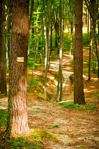 Caminho na bela floresta de faia perto de Rzeszow, Polônia — Fotografia de Stock