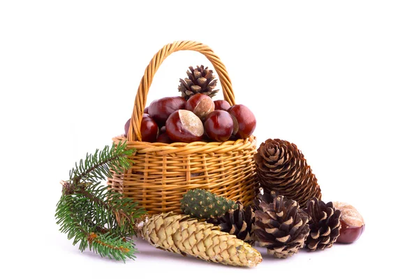 Cesta de mimbre llena de bellotas, conos y castañas de otoño — Foto de Stock