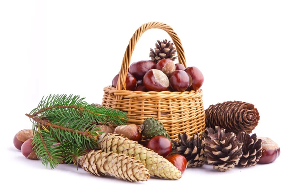 Wicker basket full of autumn acorns, cones and chestnuts — Stock Photo, Image
